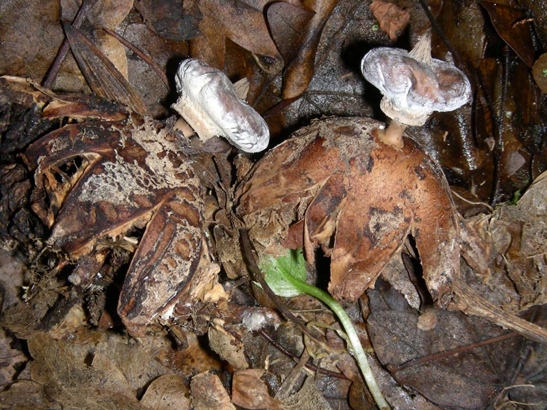 Geastrum-striatum.jpg