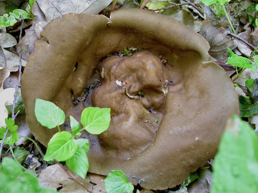 Helvella acetabulum.jpg