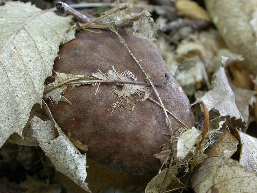 Boletus aestivalis.jpg