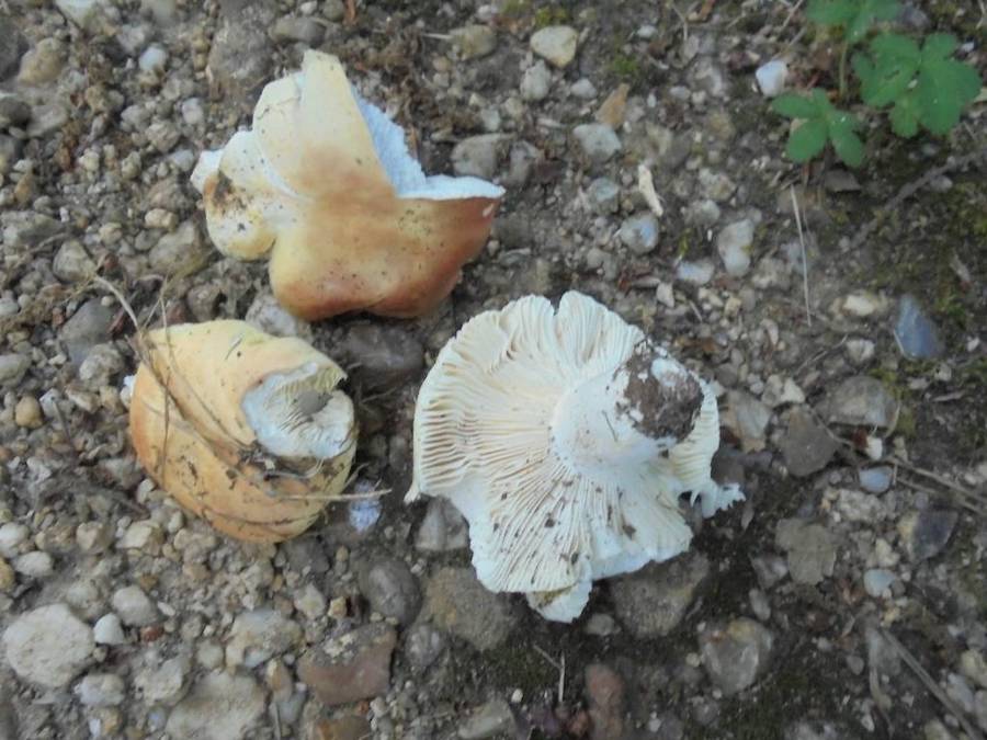 Russula globispora.jpg