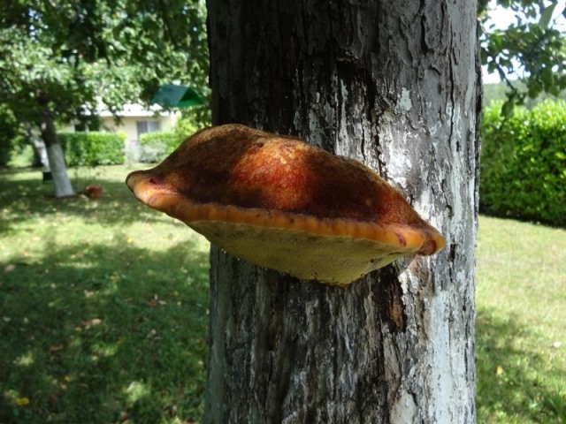 Champignon sur pommier 1.jpg