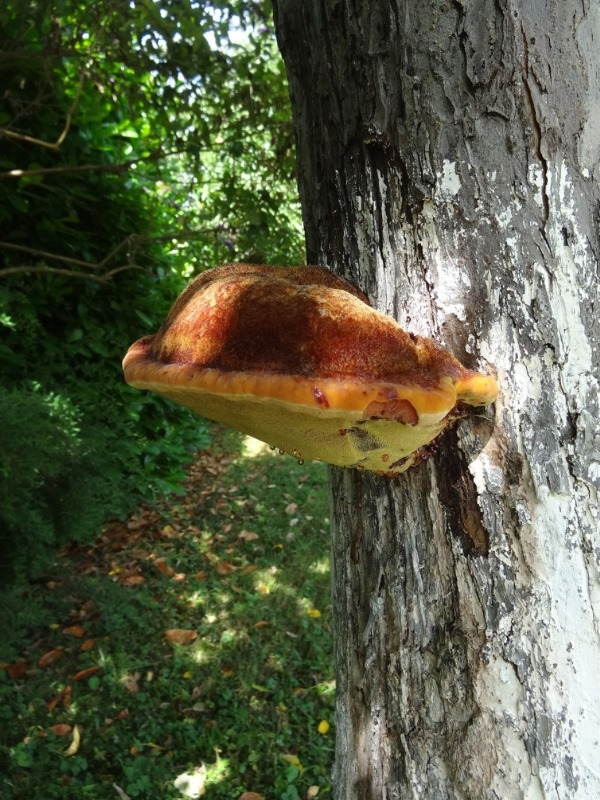 Champignon sur pommier 2.jpg