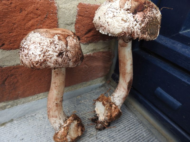 Agaricus sylvaticus Durnal 26-08-19.jpg