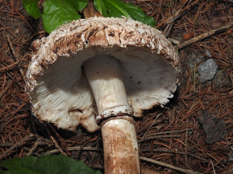 Agaricus silvaticus Durnal 26-08-19 F.jpg