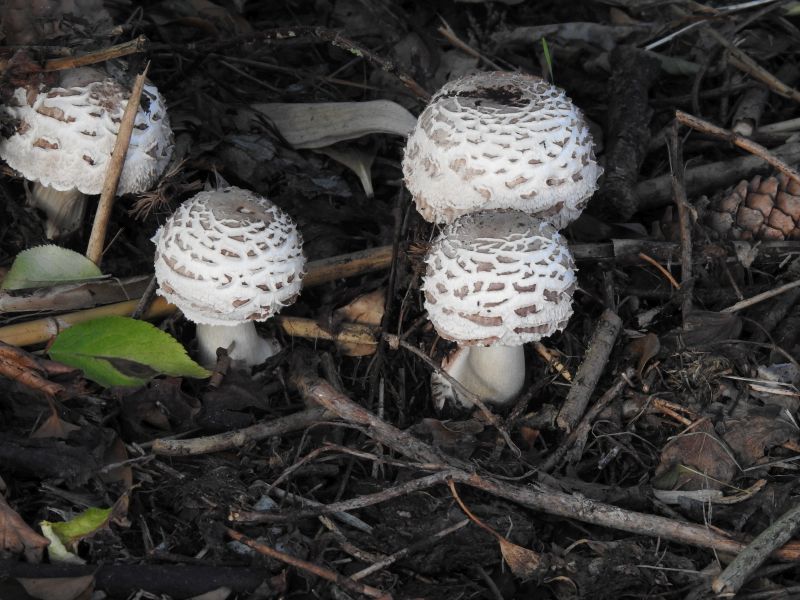 Chlorophyllum brunneum Durnal 26-08-19.jpg