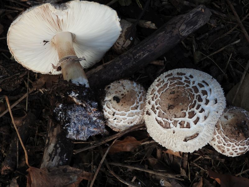 Chlorophyllum brunneum Durnal 26-08-19 B.jpg