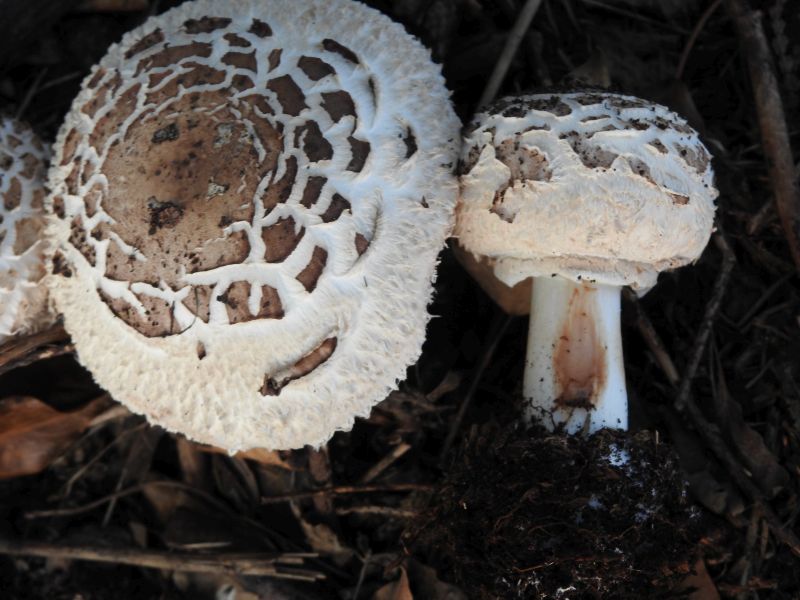 Chlorophyllum brunneum Durnal 26-08-19 C.jpg