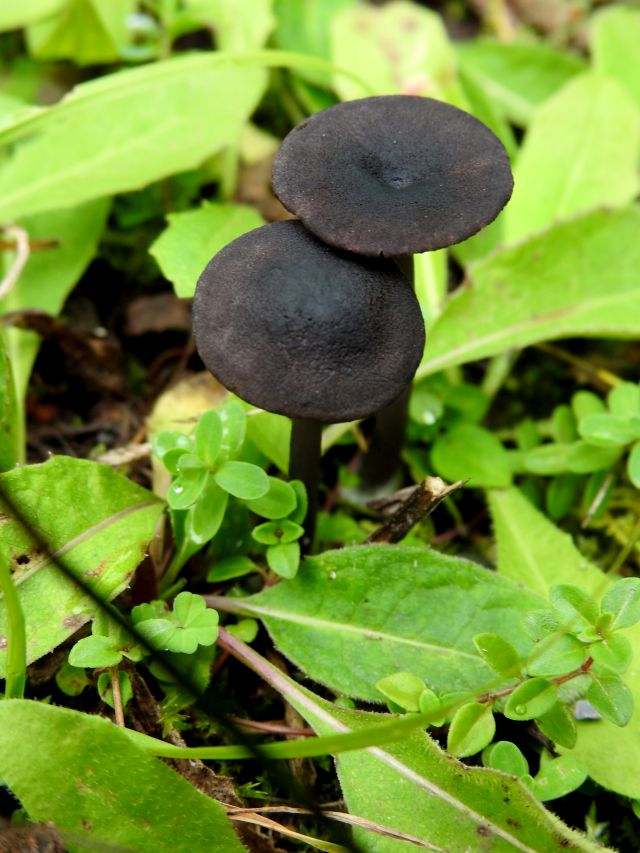 Entoloma chalybaeum Bertrix 5-10-19 A.jpg