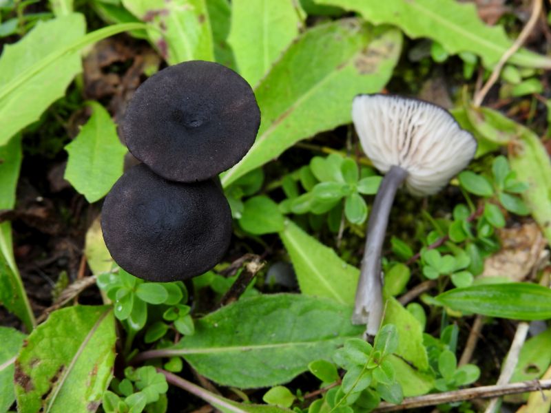 Entoloma chalybaeum Bertrix 5-10-19.jpg