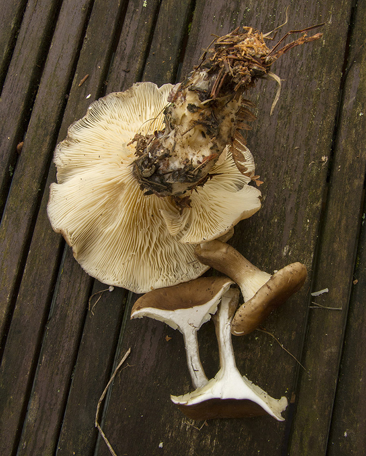 clitocybe1.jpg