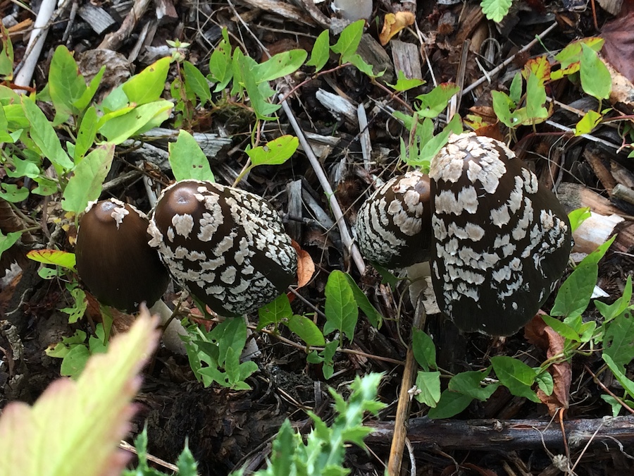 Coprinus picaceus.jpg