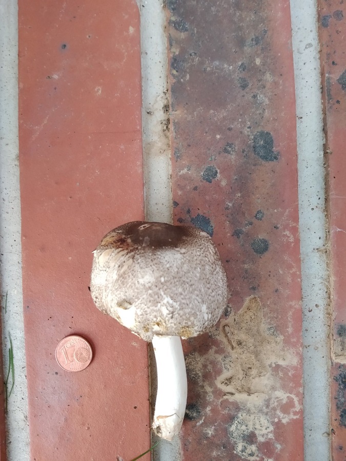 champignon1.jpg