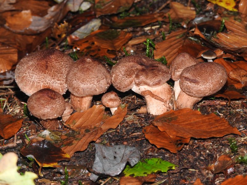 Tricholoma vaccinum Bertrix 13-10-19 A.jpg