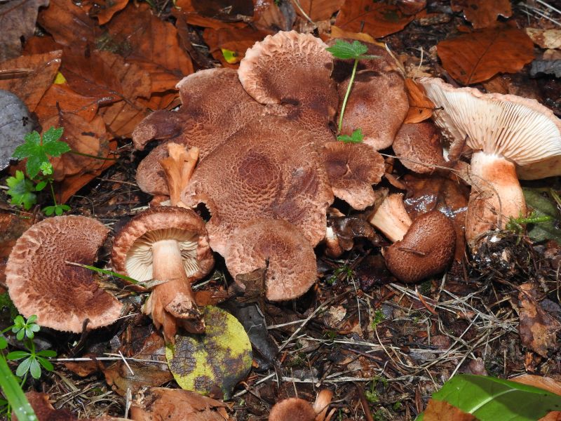 Tricholoma vaccinum Bertrix 13-10-19.jpg