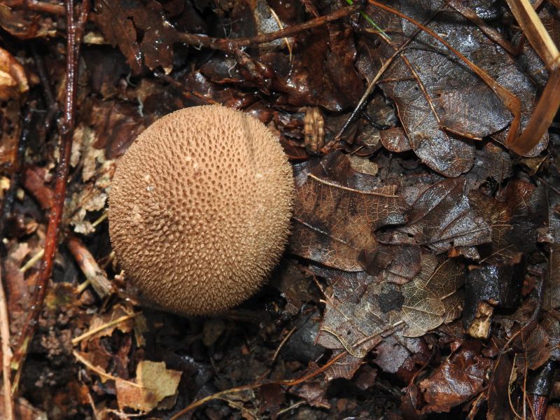 Lycoperdon nigrescens Bertrix 13-10-19.jpg