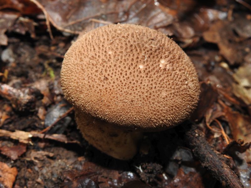 Lycoperdon nigrescens Bertrix 13-10-19 A.jpg