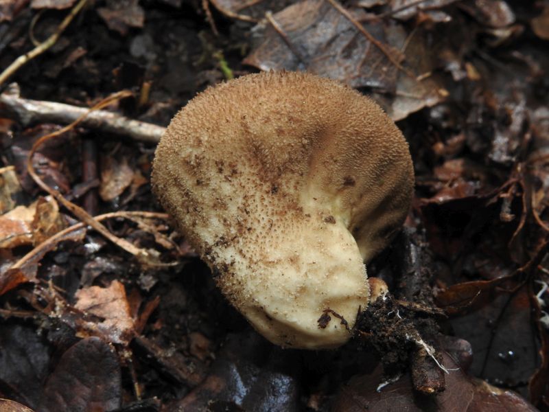 Lycoperdon nigrescens Bertrix 13-10-19 B.jpg