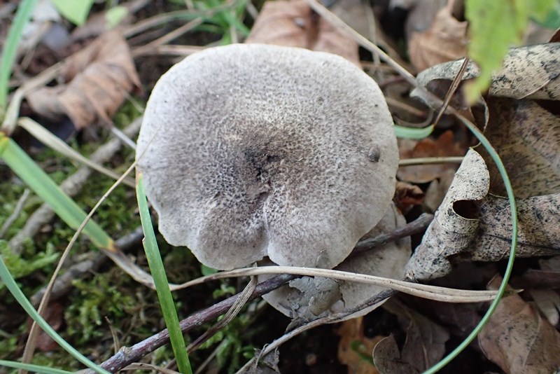 Tricholoma sp (1).JPG