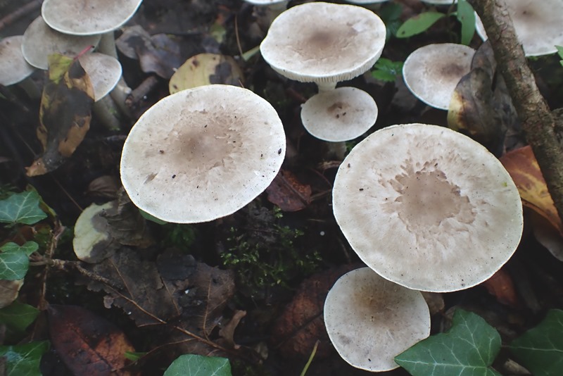 Tricholoma cingulatum_Dornot (4).JPG