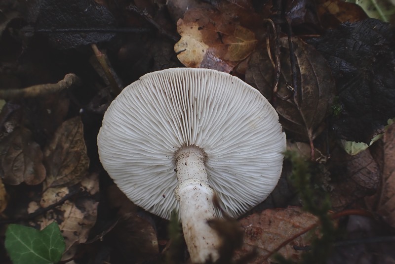 Tricholoma cingulatum__Dornot (1).JPG