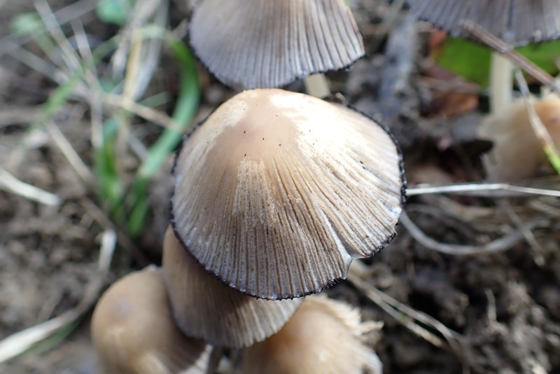 20191016_Coprinellus sp_Dornot (57).JPG