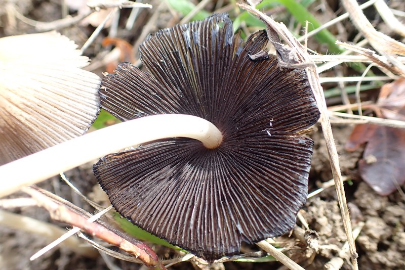 20191016_Coprinellus sp_Dornot_(57).JPG