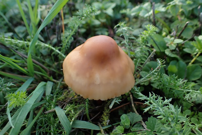 20191016_Marasmius oreades_Dornot_(57).JPG