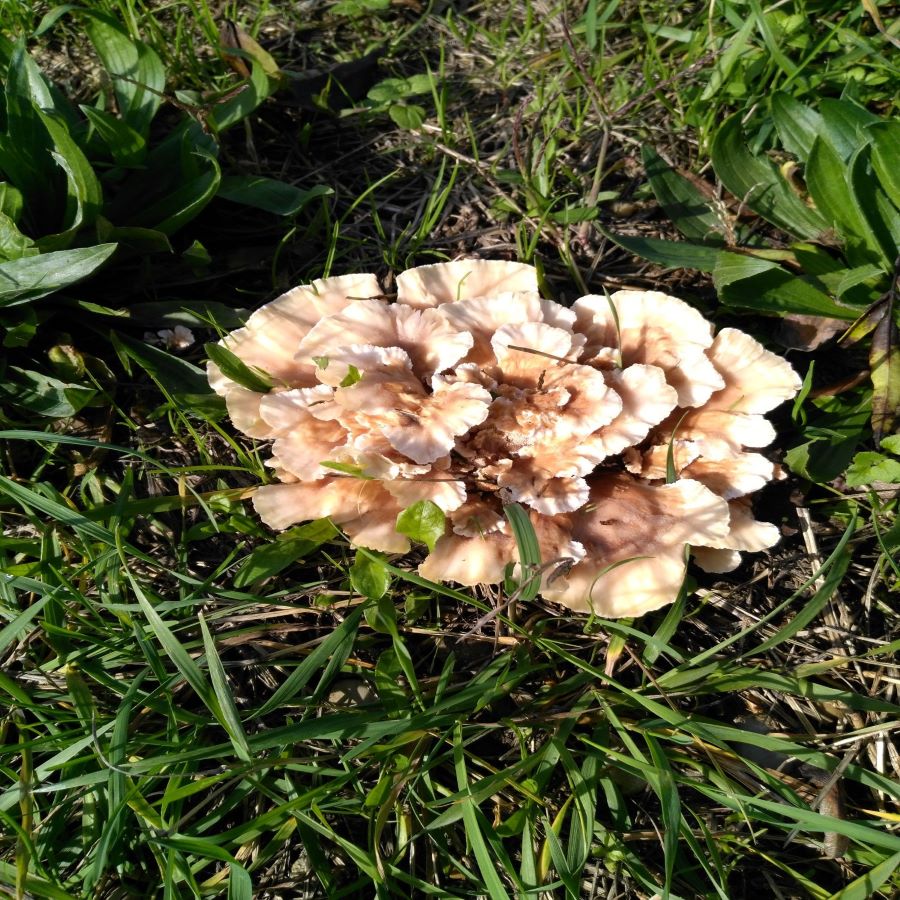 champignon inconnu 4-1.jpg