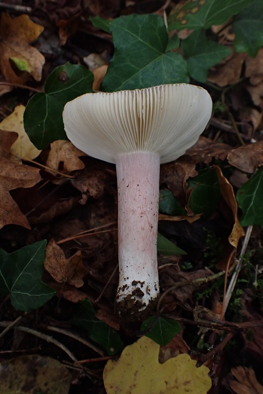 Russula Dornot (3).JPG