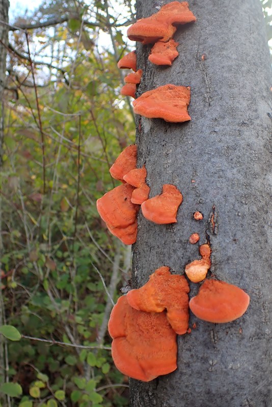 Pycnoporus cinnabarinus_Dornot(57)_20191105.JPG