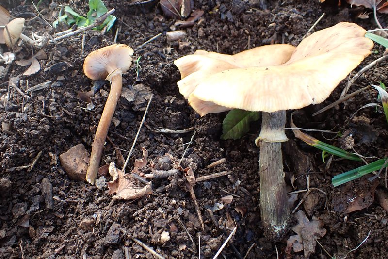 Armillaria mellea_Dornot (57)_20191105.JPG