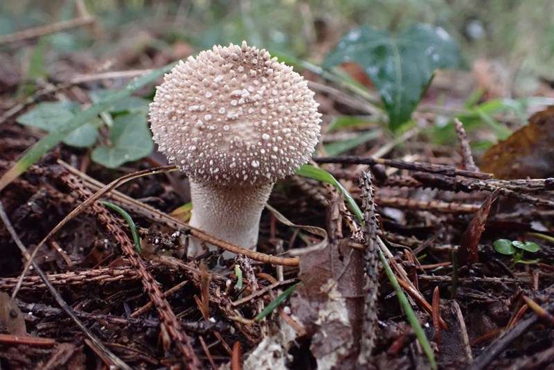 Lycoperdon perlatum_Dornot.JPG