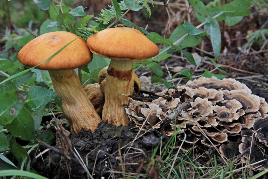 Gymnopilus spectabilis-redim900.JPG