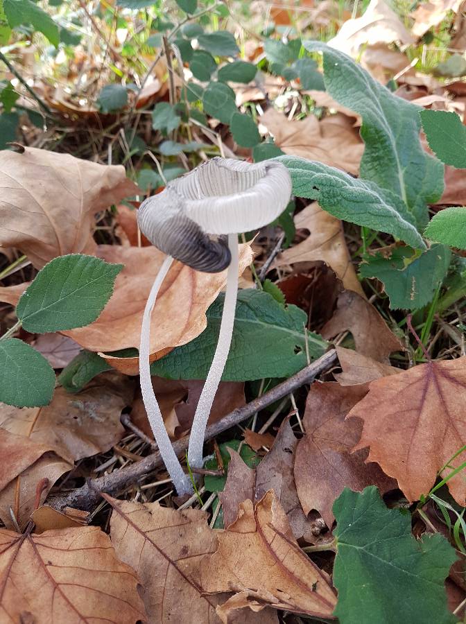 Coprinus fimetarius-redim900.jpg