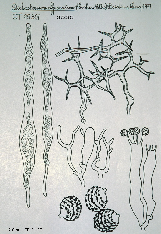 Dichostereum effuscatum  microscopie 3535.jpg