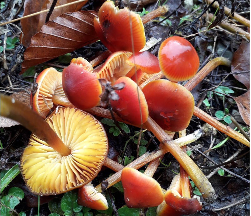 Hygrocybe.jpg