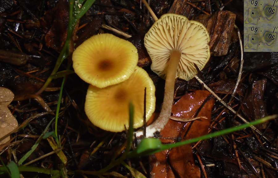 Entoloma chlorophyllum  2.jpg