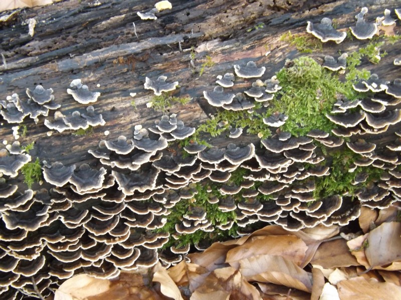 Trametes versicolor3.JPG