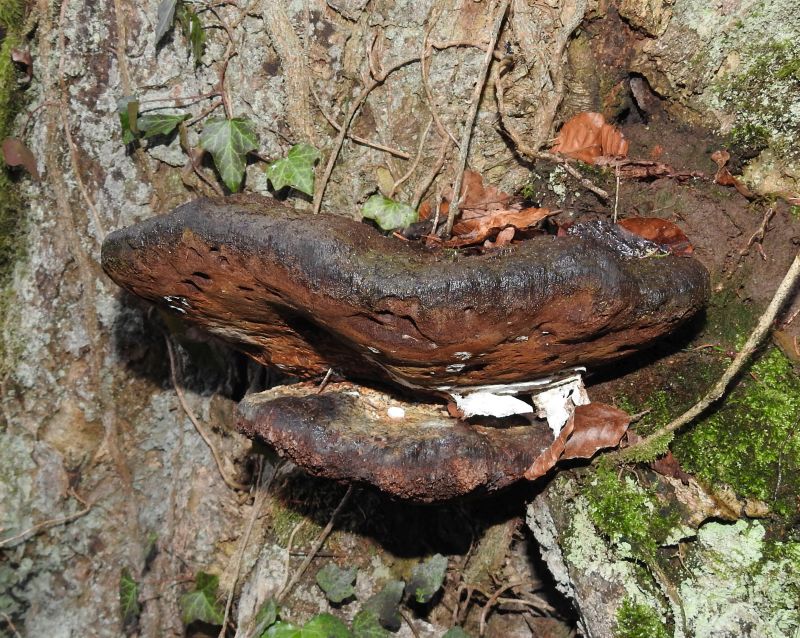 Ganoderma resinaceum Denée 25-02-20.jpg