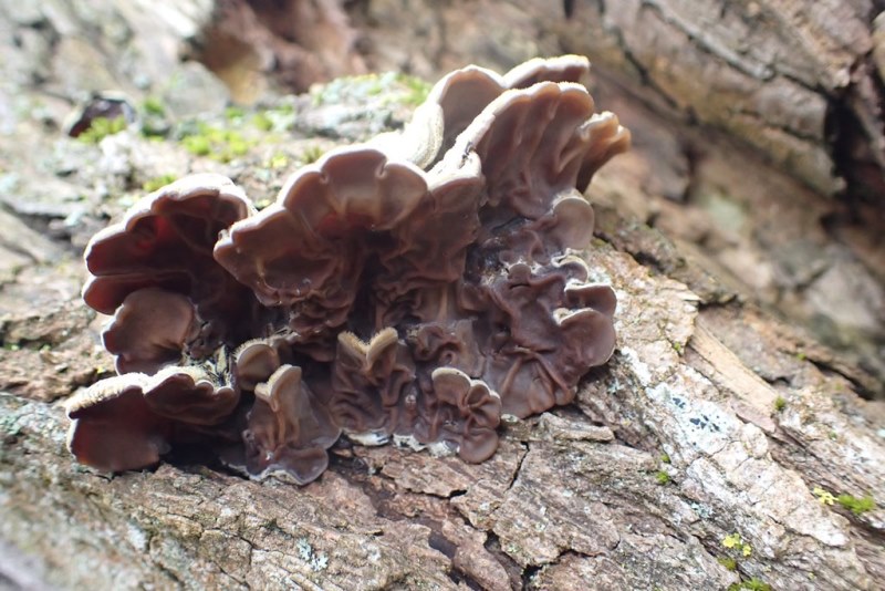 Auricularia mesenterica_Ancy (2).JPG