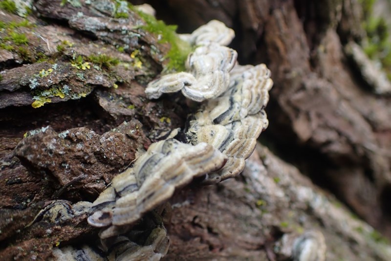 Auricularia mesenterica_Ancy.JPG