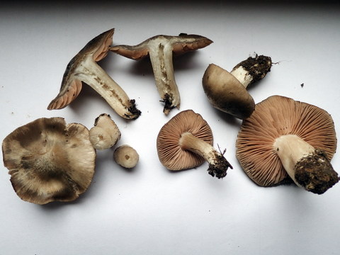 Entoloma sp (2).JPG