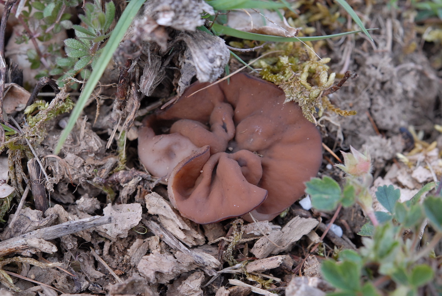 Gyromitra perlata.jpg