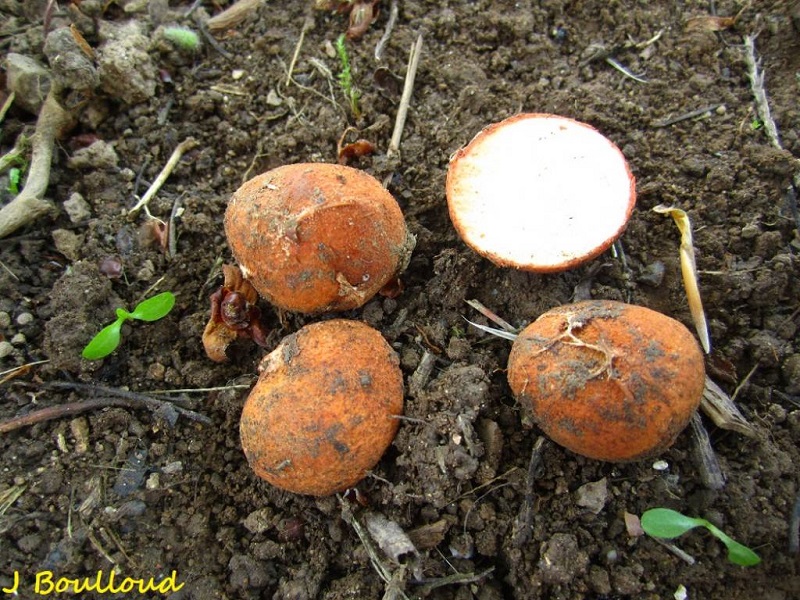 Rhizopogon rocabrunnae.JPG