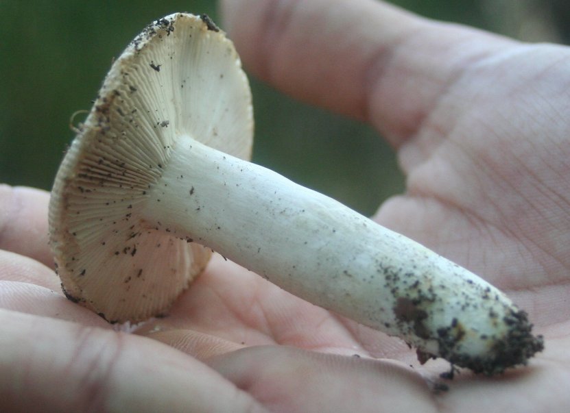 russula delica à conf sporée blanche odeur de poisson.jpg