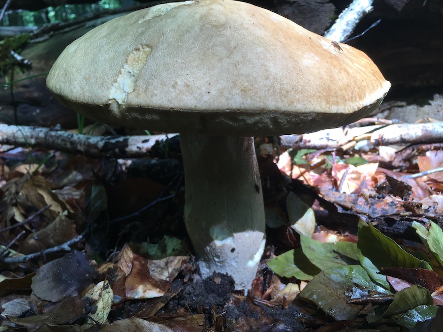 in-situ dans le forêt.jpeg