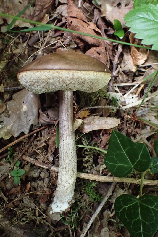 Leccinum (2).JPG