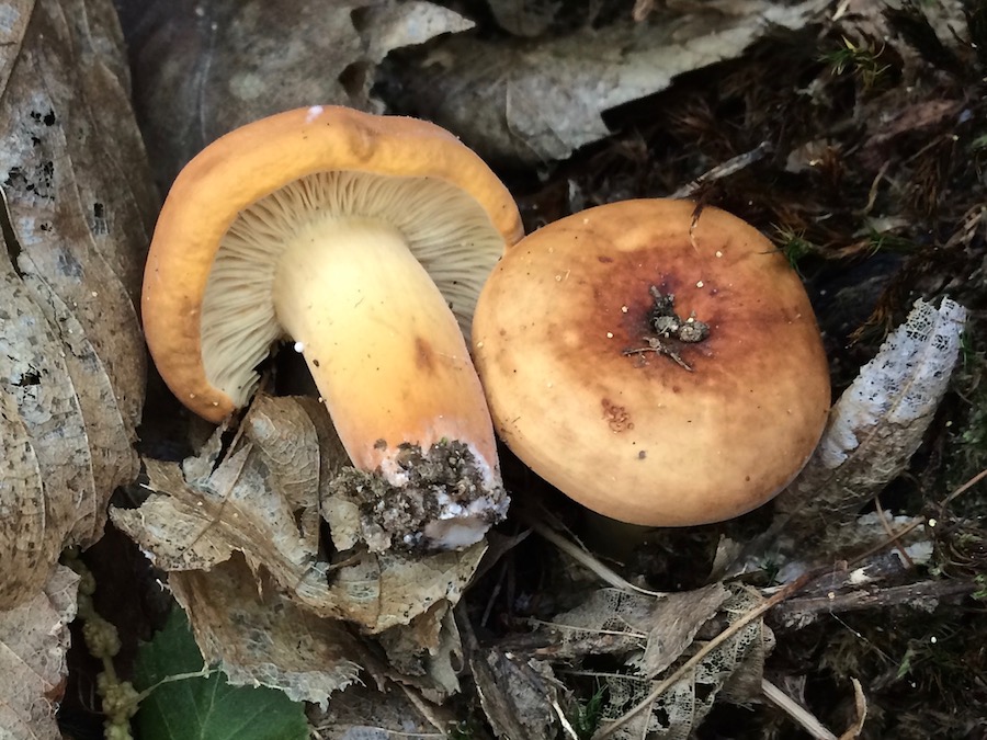 Lactarius volemus.jpg