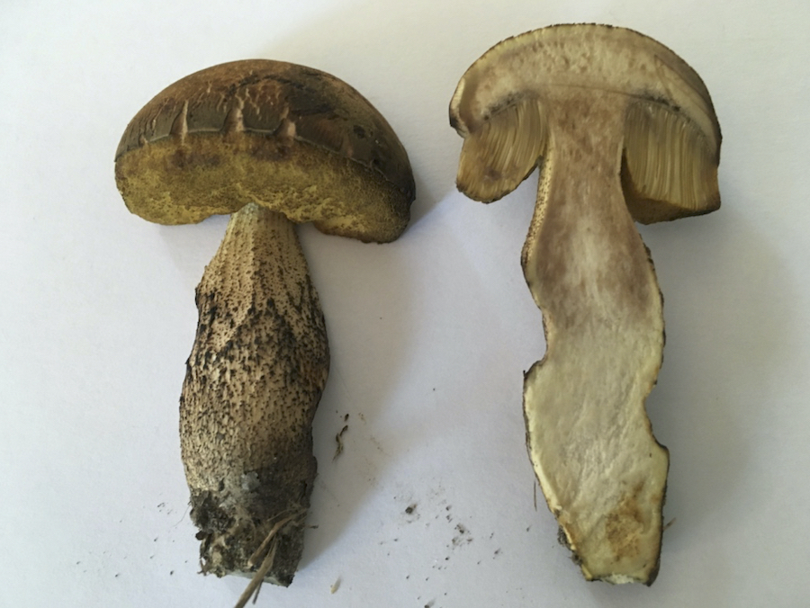 leccinum_2.jpg