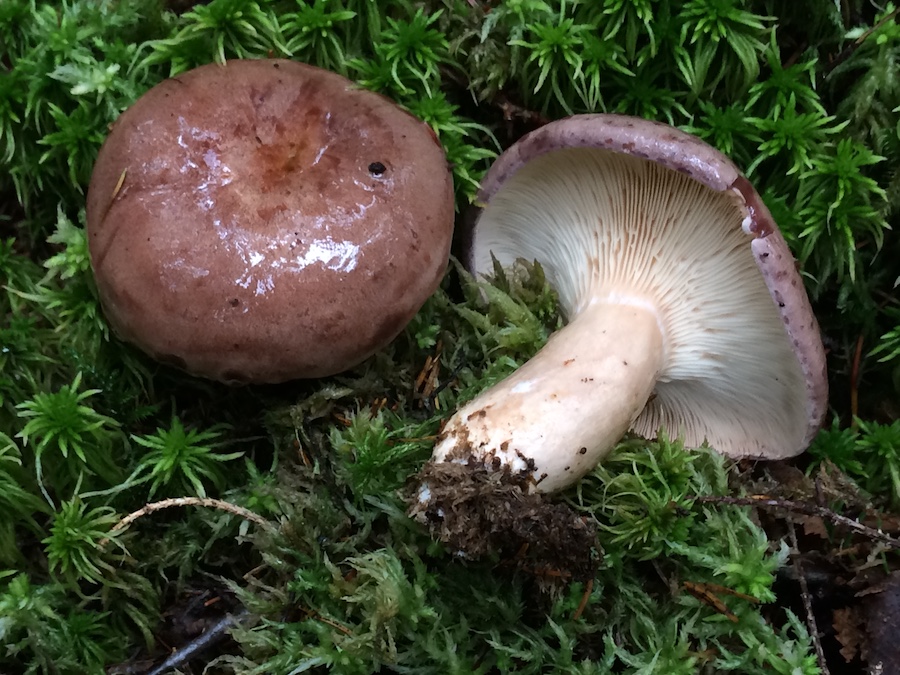 Lactarius trivialis.jpg